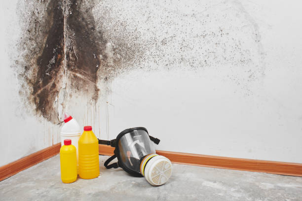 Best Black Mold Removal  in Fairfield Plantation, GA