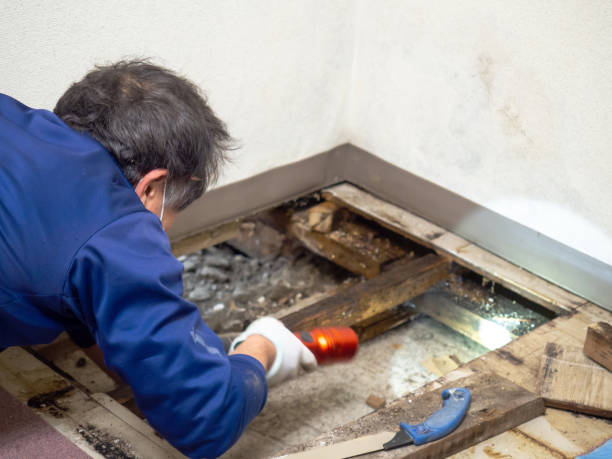 Best Mold Damage Repair  in Fairfield Plantation, GA