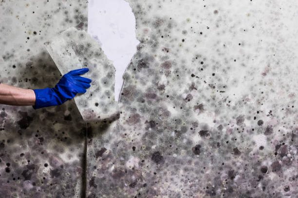 Professional Mold Removal in Fairfield Plantation, GA